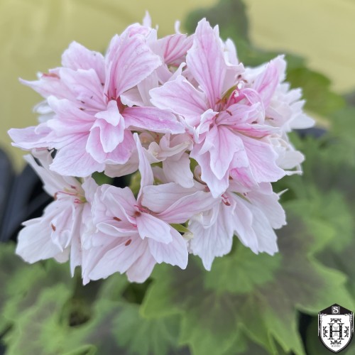 Pelargonium 'Vectis Finery' - Pelargoon 'Vectis Finery' P9/0,55L